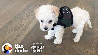 iJustine and Jenna Ezarik's Puppy Grows Up To Be A Wild Child | The Dodo You Know Me Now Meet My Pet