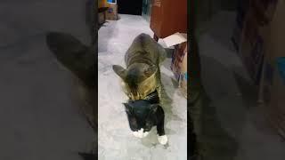 Begini cara kucing kawin - si kucing doyan kawin#shorts