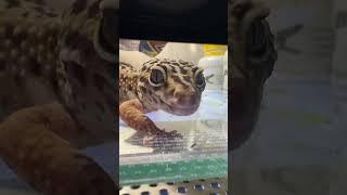 Дратути #москва #shortvideo #zoolife #reptiles #экзотика #эублефар #ящерка #геккон