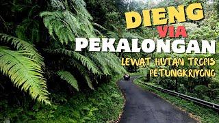 DIENG VIA PEKALONGAN Lewat Hutan Tropis Petungkriyono