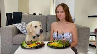 Burger Eating Competition: Golden Retriever Dog vs. Owner