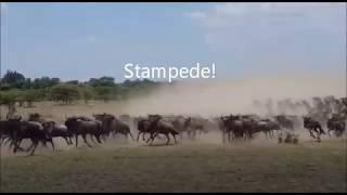 Stampede! Wildebeest run from lions in the Maasai Mara