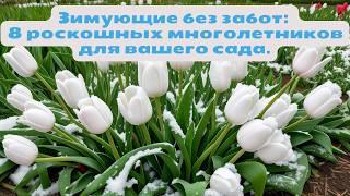 Зимующие без забот: 8 роскошных многолетников для вашего сада.