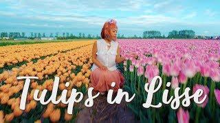 Tulip Fields in Lisse (FAM Flower Farm), Netherlands