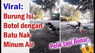 Viral, Burung Isi Botol dengan Batu Agar dapat Minum Air