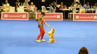 Geneve aout 2013, Eurodog , dog dancing with Shiba Inu !