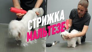 СТРИЖКА МАЛЬТЕЗЕ / АЗИАТСКИЙ ГРУМИНГ / МАЛЬТИЙСКАЯ БОЛОНКА / GROOM SCHOOL