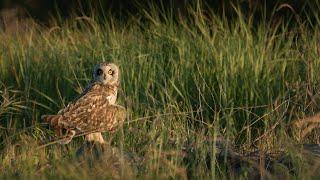 An Evening With Short-Eared Owls