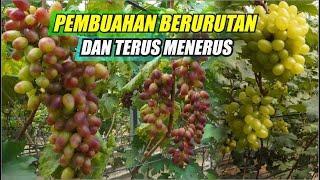 PEMBUAHAN BERURUTAN DAN TERUS MENERUS