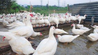 AMAZING MUSCOVY FARM | The simple life of a duck Farmer