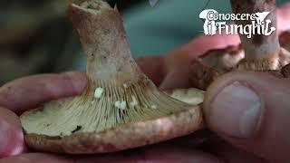 Conoscere i Funghi: Lactarius quietus [ NON COMMESTIBILE ]