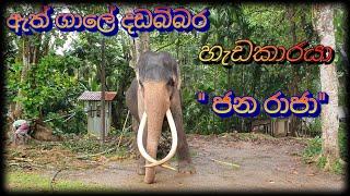 දගකාර හැඩකාරයා " ජ න රා ජා "   janaraja elephant  