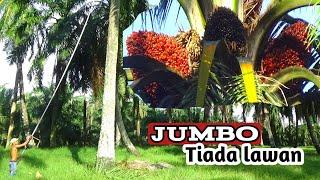 besarnya luar biasa sawit jumbo 50 kaki