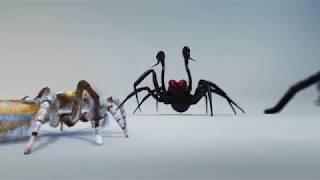 Spiders - The Exhibition | Queensland Museum