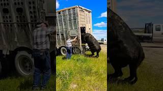 The cattle trailer almost tipped over. Hauling cows is FUN.