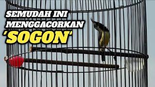 TERNYATA GACORKAN SOGON SEGAMPANG INI‼️Lihat Triknya