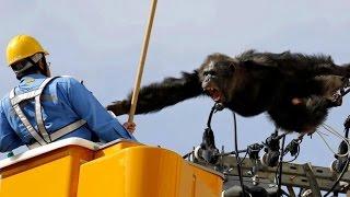 Chimp Wreaks Havoc By Scaling Powerlines After Escaping from Zoo