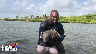 Guy Keeps Saving Baby Manatees | The Dodo Heroes