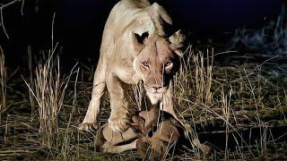 Warum ist die Löwin die wahre Königin der Savanne? | WildLife-Dokumentarfilm | mit Untertiteln