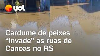 Rio Grande do Sul: Peixes 'invadem' ruas de Canoas após chuvas e enchentes; veja vídeo