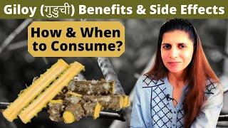 Giloy Benefits & Side Effects | Right Method of Consuming | How much & When to Consume गुडूची Hindi