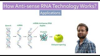 What is Antisense Technology? How Antisense RNA work? Application