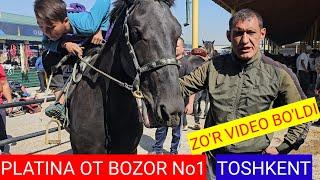 PLATINA OT BOZOR. OT BOZOR VIDEOSINI KO'RING BOSSIZ CHAVANDOZ OKAMIZ ZO'R GAPIRDILA.