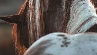 "Majestic Beauty: The Black Forest Horse in Action"