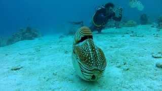 Palau Chambered Nautilus