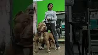 high Quality American bully xxl size