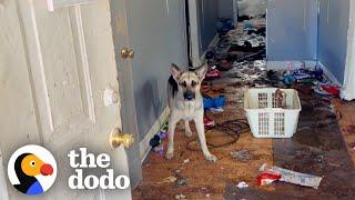 German Shepherd Rescued From Abandoned Home Gets The Best Holiday Surprise! | The Dodo