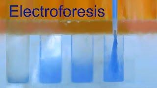 Electroforesis de Proteínas. Divulgación científica (IQOG-CSIC)