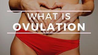 WHAT IS OVULATION?