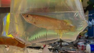 Galiff Street Pet Market Live Video 2024 Kolkata Latest Update | Aquarium fishes Price Live