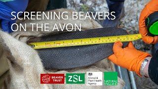 Screening Beavers On The Avon