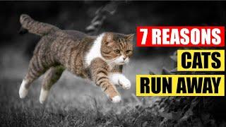 Why Cats Leave and Never Return Home?