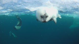First swimming of baby Harp Seal