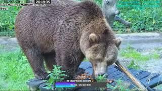 15 07 2023   20 15   Перед сном поем орешки и пойду спать в валежник  Мансур