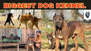 Biggest Cane Corso Dog Kennel || शेर को मार देने वाला कुत्ता | Cane Corso Puppy @SANDHUAGROFARM