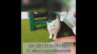 Jual Kucing Anggora Terdekat di Sidoarjo Surabaya