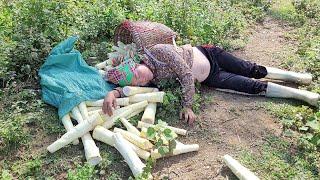 harvest bamboo shoots to make dried bamboo shoots