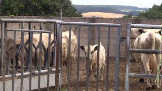 Tiere sind auf dem Birkenhof angekommen: Langes Leben für die Kühe auf dem Gnadenhof?