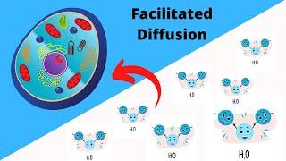 How does Water enter a cell?