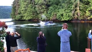 Humpbacks having breakfast at Great Bear Lodge