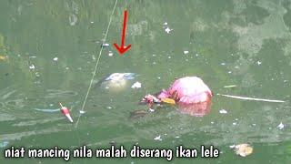 siapa sangka parit tengah pemukiman ini banyak ikan lelenya