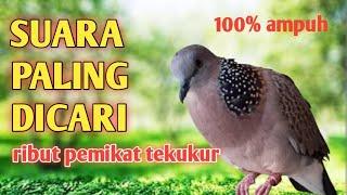 PANCINGAN SUARA TERKUKUR GACOR TERBARU AMPUH 100% UNTUK PIKAT DAN PANCINGAN Nggak bakal nyesal