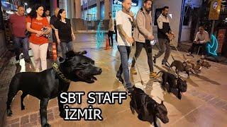 GERÇEK İNGİLİZ STAFFORDSHİRE BULL TERRİER LER SBT STAF İZMİR BU IRKLAR Bİ HARİKA DOSTUM ;)))