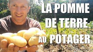 La POMME DE TERRE au potager