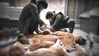 No dog that can be discarded  버려도 되는 개는 없다  Volunteer work for abandoned dogs