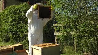 First inspection of my second Hive 10th April 2020